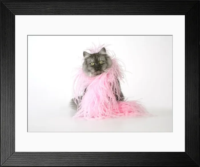 Framed Print : Chincilla X Persian dark silver smoke Cat Framed Print : Chincilla X Persian dark silver smoke Cat