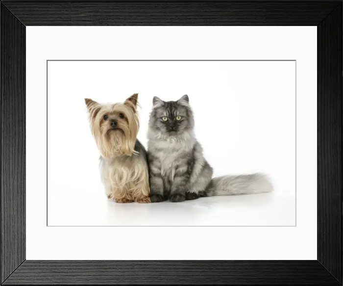 Framed Print : Cat & Dog - Chincilla X Persian. dark silver smoke with a Yorkshire Terrier dog Framed Print : Cat & Dog - Chincilla X Persian. dark silver smoke with a Yorkshire Terrier dog