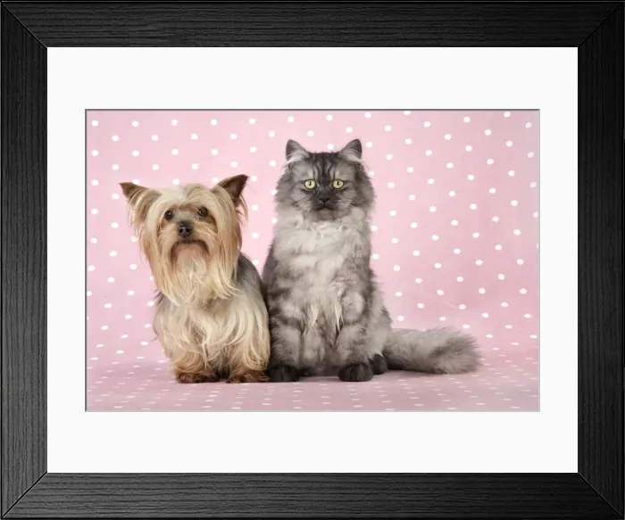 Framed Print : Cat & Dog - Chincilla X Persian. dark silver smoke with a Yorkshire Terrier dog Digital Manipulation: softend Cat's face Framed Print : Cat & Dog - Chincilla X Persian. dark silver smoke with a Yorkshire Terrier dog Digital Manipulation: softend Cat's face