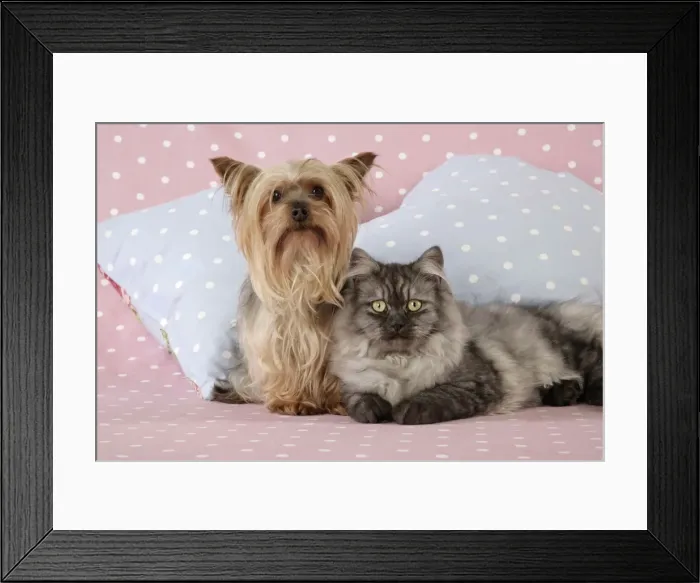 Framed Print : Cat & Dog - Chincilla X Persian. dark silver smoke with a Yorkshire Terrier dog Digital Manipulation: softend Cat's face / eyes Framed Print : Cat & Dog - Chincilla X Persian. dark silver smoke with a Yorkshire Terrier dog Digital Manipulation: softend Cat's face / eyes