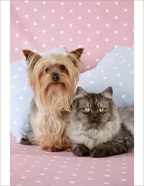 Cat & Dog - Chincilla X Persian. dark silver smoke with a Yorkshire Terrier dog Digital Manipulation: softend Cat's face / eyes