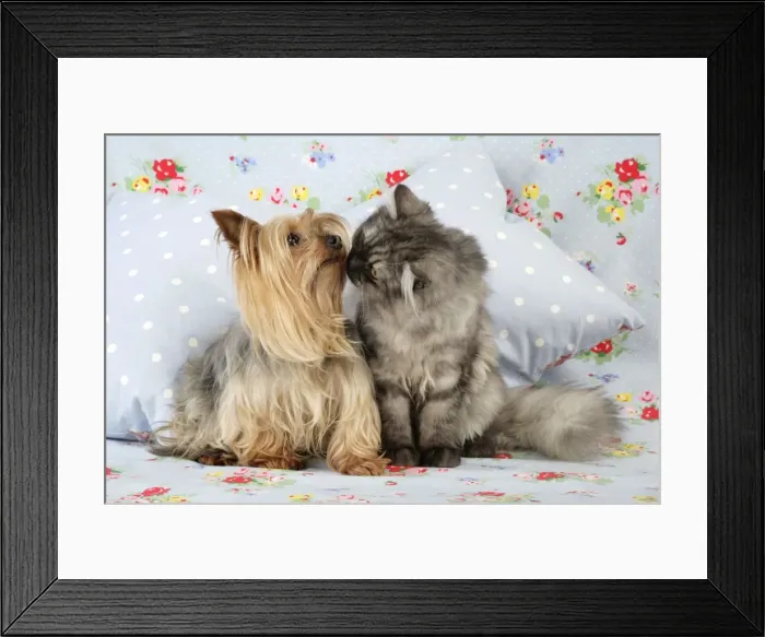 Framed Print : Cat & Dog. - Chincilla X Persian. dark silver smoke with a Yorkshire Terrier dog Framed Print : Cat & Dog. - Chincilla X Persian. dark silver smoke with a Yorkshire Terrier dog