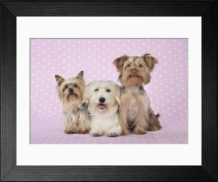 Framed Print : Dogs - Yorkshire Terrier, Jack Russell terrier X Bichon and Poodle X Yorkshire Terrier Framed Print : Dogs - Yorkshire Terrier, Jack Russell terrier X Bichon and Poodle X Yorkshire Terrier