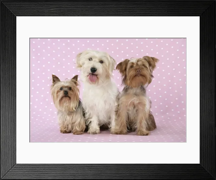Framed Print : Dogs - Yorkshire Terrier, Jack Russell terrier X Bichon and Poodle X Yorkshire Terrier Framed Print : Dogs - Yorkshire Terrier, Jack Russell terrier X Bichon and Poodle X Yorkshire Terrier