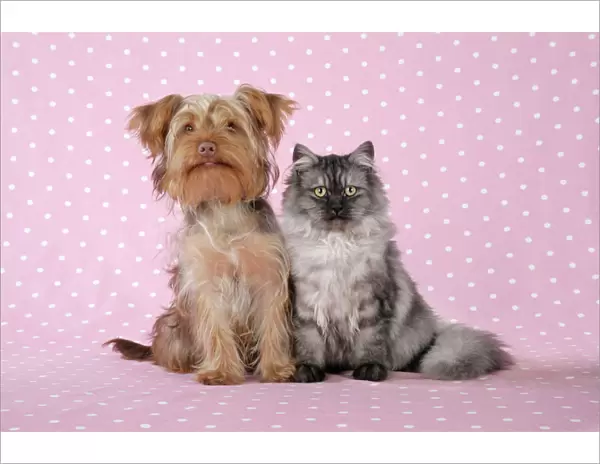 Cat & Dog - Chincilla X Persian. dark silver smoke with Poodle X Yorkshire Terrier dog Digital Manipulation: softend Cat's face / eyes