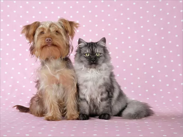 Cat & Dog - Chincilla X Persian. dark silver smoke with Poodle X Yorkshire Terrier dog Digital Manipulation: softend Cat's face / eyes