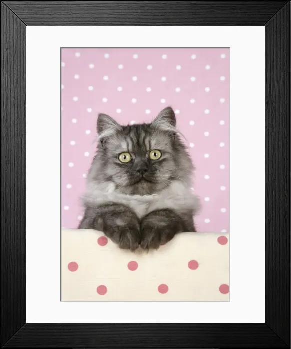 Framed Print : Cat - Chincilla X Persian. dark silver smoke Digital Manipulation: softend Cat's face / eyes Framed Print : Cat - Chincilla X Persian. dark silver smoke Digital Manipulation: softend Cat's face / eyes