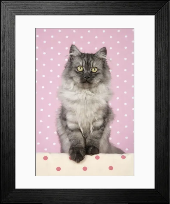 Framed Print : Cat - Chincilla X Persian. dark silver smoke Framed Print : Cat - Chincilla X Persian. dark silver smoke