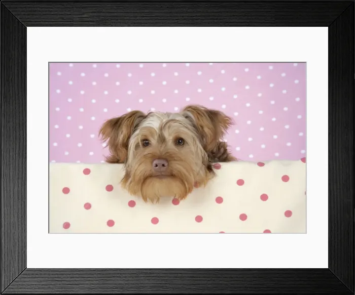 Framed Print : Dog - Poodle X Yorkie, ( Yoodle or Yorkie Poo ) Framed Print : Dog - Poodle X Yorkie, ( Yoodle or Yorkie Poo )