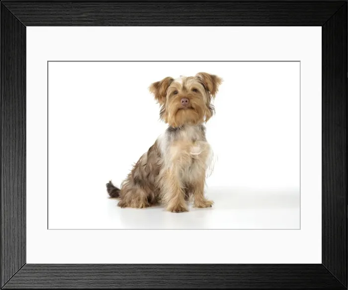 Framed Print : Dog - Poodle X Yorkie, ( Yoodle or Yorkie Poo ) Framed Print : Dog - Poodle X Yorkie, ( Yoodle or Yorkie Poo )
