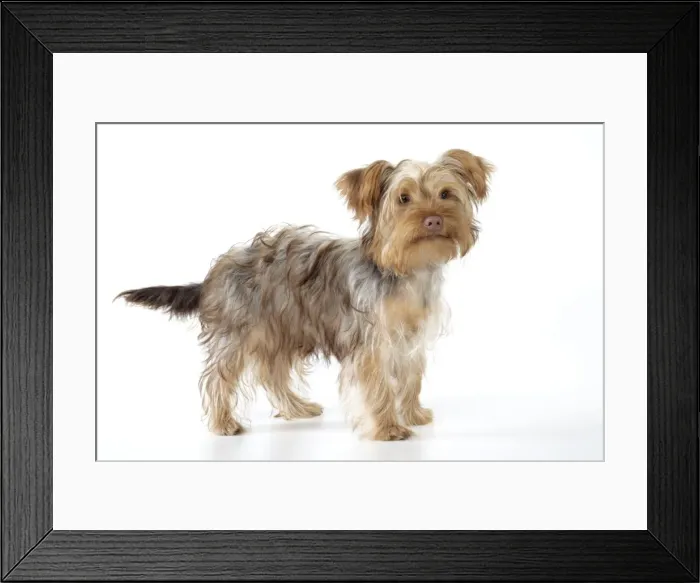 Framed Print : Dog - Poodle X Yorkie ( Yoodle or Yorkie Poo ) Framed Print : Dog - Poodle X Yorkie ( Yoodle or Yorkie Poo )