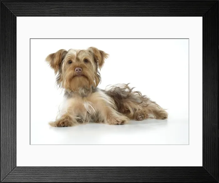 Framed Print : Dog - Poodle X Yorkie ( Yoodle or Yorkie Poo ) Framed Print : Dog - Poodle X Yorkie ( Yoodle or Yorkie Poo )