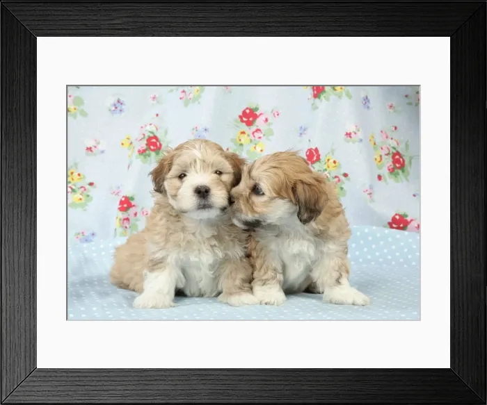 Framed Print : Dog - 7 weeks old Lhasa Apso cross Shih Tzu puppies Digital Manipulation: hair over far left eye