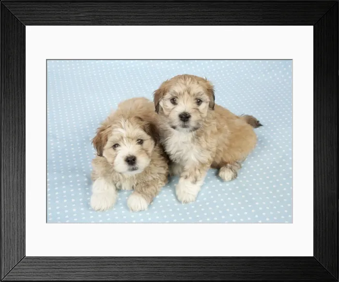 Framed Print : Dogs - 7 weeks old Lhasa Apso cross Shih Tzu puppies Framed Print : Dogs - 7 weeks old Lhasa Apso cross Shih Tzu puppies