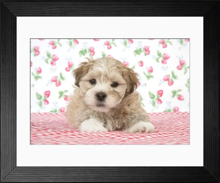 Framed Print : Dog - 7 weeks old Lhasa Apso cross Shih Tzu puppy Framed Print : Dog - 7 weeks old Lhasa Apso cross Shih Tzu puppy