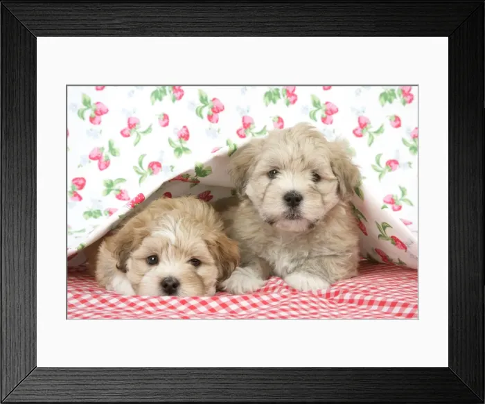 Framed Print : Dog - 7 weeks old Lhasa Apso cross Shih Tzu puppies under blanket Framed Print : Dog - 7 weeks old Lhasa Apso cross Shih Tzu puppies under blanket