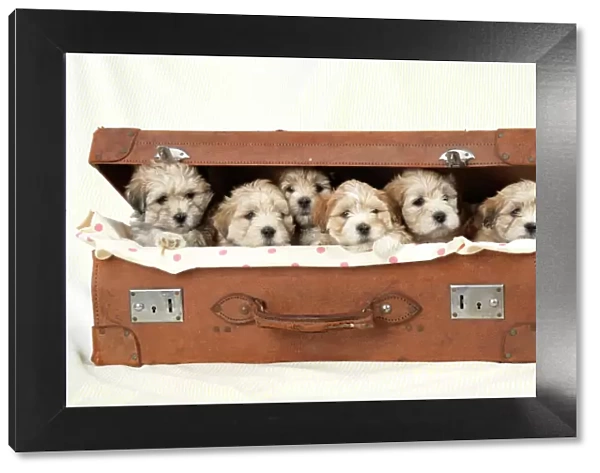 Dog - 7 weeks old Lhasa Apso cross Shih Tzu puppies in suitcase