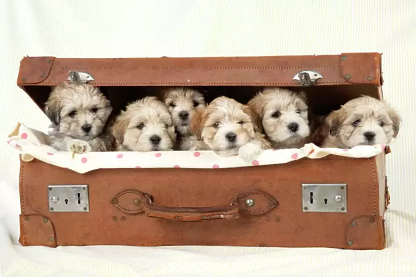 Dog - 7 weeks old Lhasa Apso cross Shih Tzu puppies in suitcase