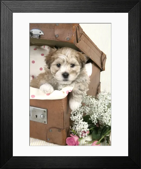 Framed Print : Dog - 7 weeks old Lhasa Apso cross Shih Tzu puppy in suitcase Digital Manipulation: flowers changed to pink Framed Print : Dog - 7 weeks old Lhasa Apso cross Shih Tzu puppy in suitcase Digital Manipulation: flowers changed to pink