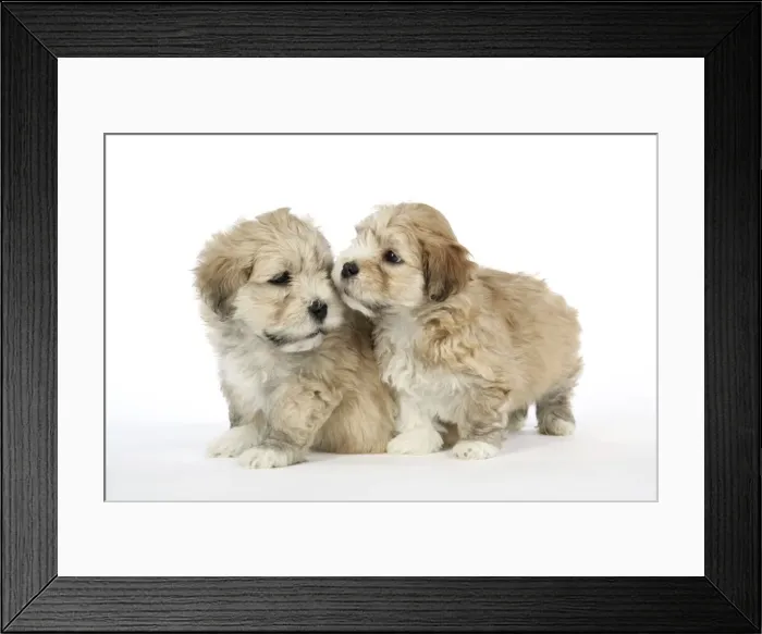 Framed Print : Dog - 7 weeks old Lhasa Apso cross Shih Tzu puppies Framed Print : Dog - 7 weeks old Lhasa Apso cross Shih Tzu puppies
