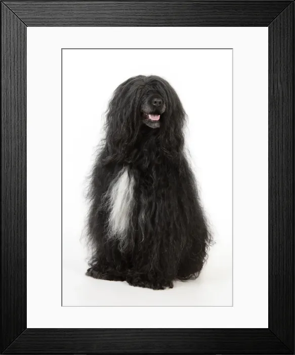 Framed Print : Portuguese Water Dog Framed Print : Portuguese Water Dog
