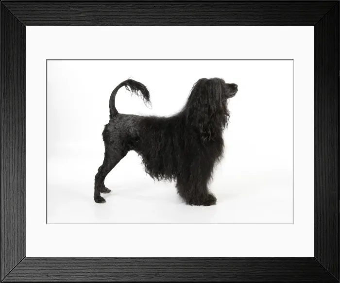 Framed Print : Portuguese Water Dog Framed Print : Portuguese Water Dog