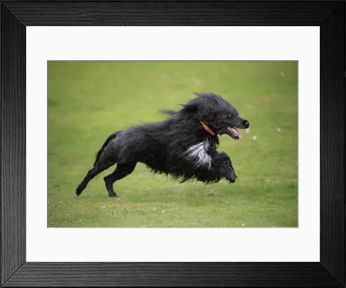 Framed Print : Portuguese Water Dog - running Framed Print : Portuguese Water Dog - running