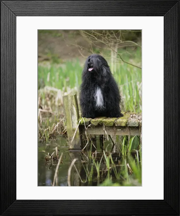 Framed Print : Portuguese Water Dog - sitting by water Framed Print : Portuguese Water Dog - sitting by water