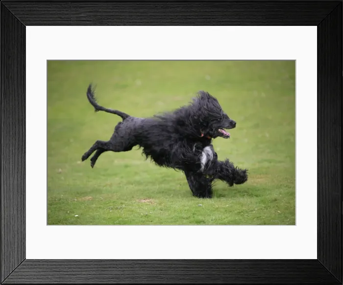 Framed Print : Portuguese Water Dog - running Framed Print : Portuguese Water Dog - running
