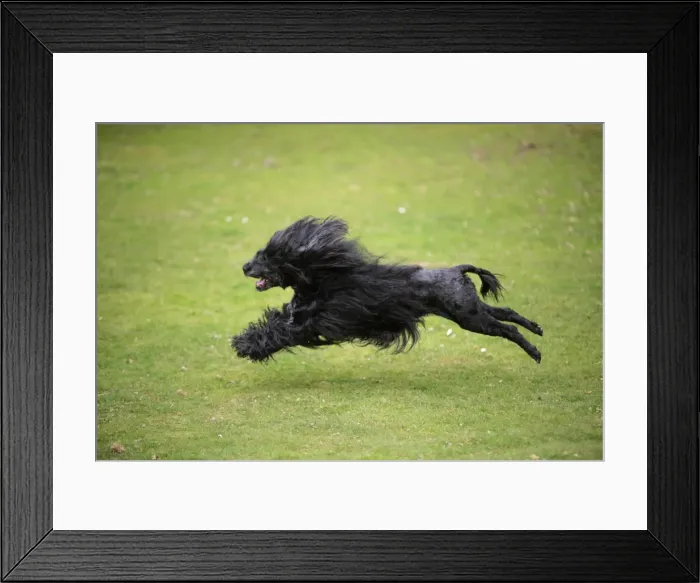 Framed Print : Portuguese Water Dog - running Framed Print : Portuguese Water Dog - running