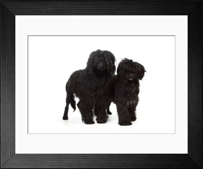 Framed Print : Portuguese Water Dog - with puppy (9 months old) Framed Print : Portuguese Water Dog - with puppy (9 months old)