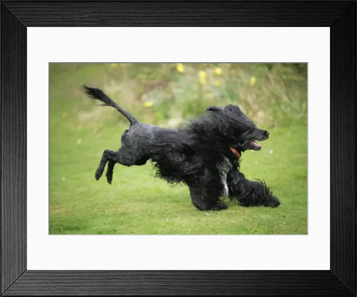 Framed Print : Portuguese Water Dog - running Framed Print : Portuguese Water Dog - running