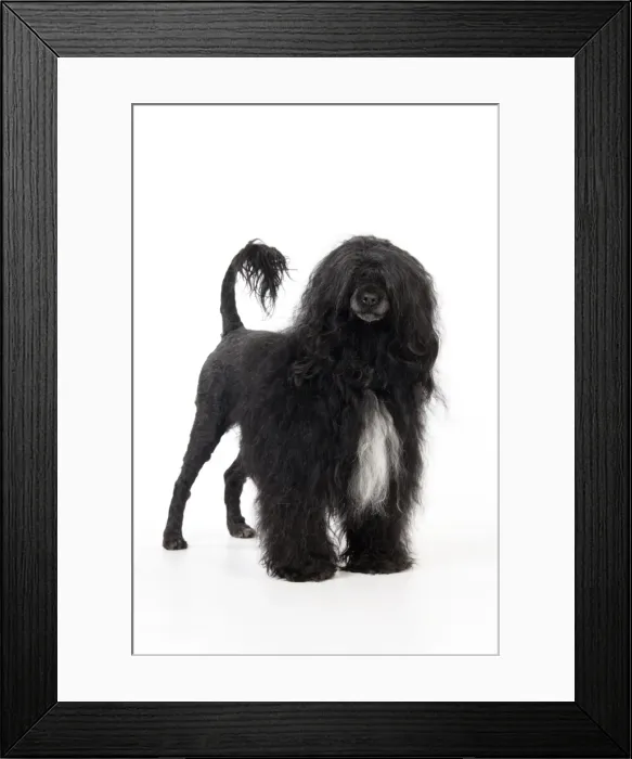 Framed Print : Portuguese Water Dog Framed Print : Portuguese Water Dog