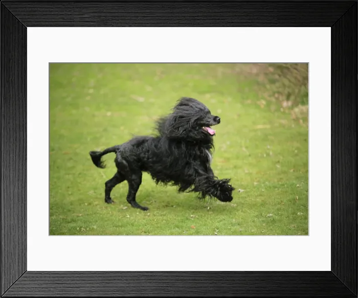 Framed Print : Portuguese Water Dog - running Framed Print : Portuguese Water Dog - running