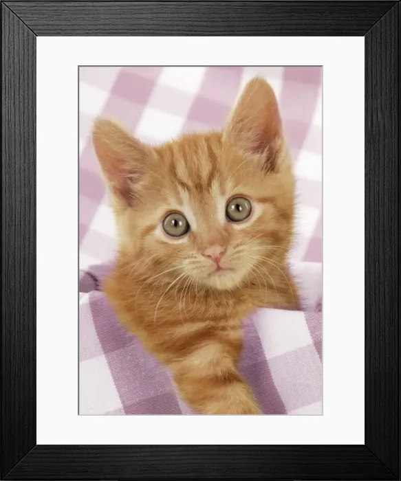 Framed Print : Ginger Kitten on purple gingham Digital Manipulation: changed check from green to purple Framed Print : Ginger Kitten on purple gingham Digital Manipulation: changed check from green to purple