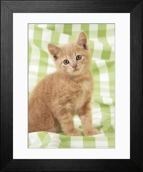Framed Print : Kitten on green gingham Framed Print : Kitten on green gingham