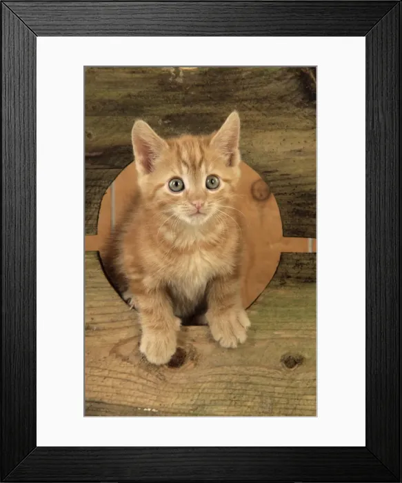 Framed Print : Ginger Kitten Framed Print : Ginger Kitten