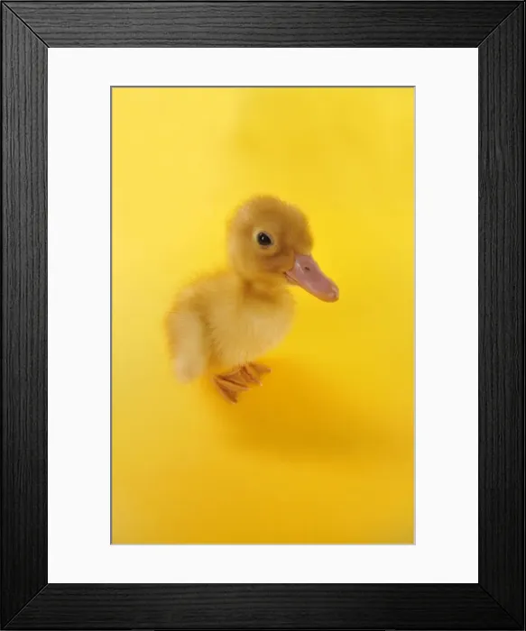 Framed Print : Duckling. taken with fisheye lens Framed Print : Duckling. taken with fisheye lens
