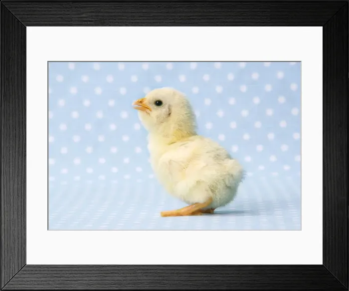Framed Print : Chicken - chick on blue spotted background Framed Print : Chicken - chick on blue spotted background