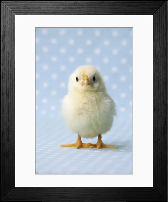 Framed Print : Chicken - chick on blue spotted background Framed Print : Chicken - chick on blue spotted background