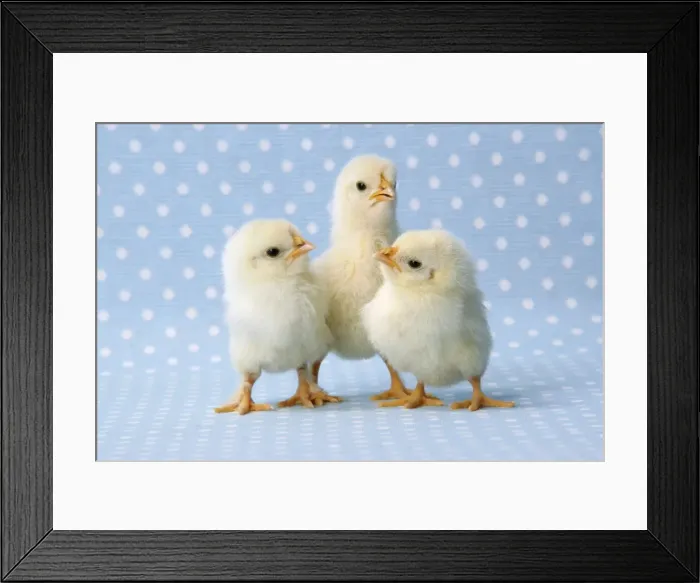 Framed Print : Chicken - chick on blue spotted background Framed Print : Chicken - chick on blue spotted background