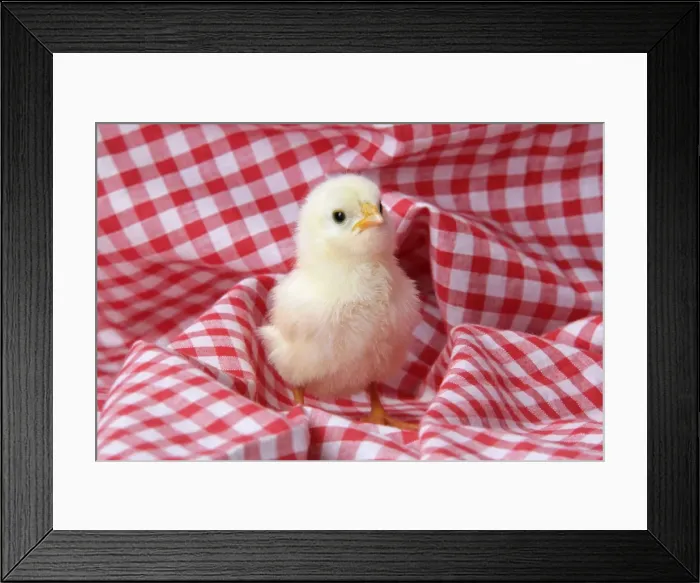 Framed Print : Chicken - chick on red gingham Framed Print : Chicken - chick on red gingham