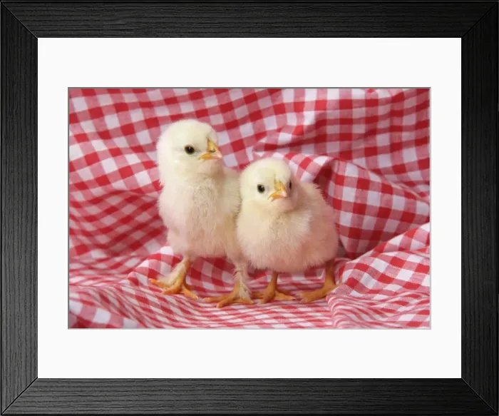 Framed Print : Chicken - chick on red gingham Framed Print : Chicken - chick on red gingham