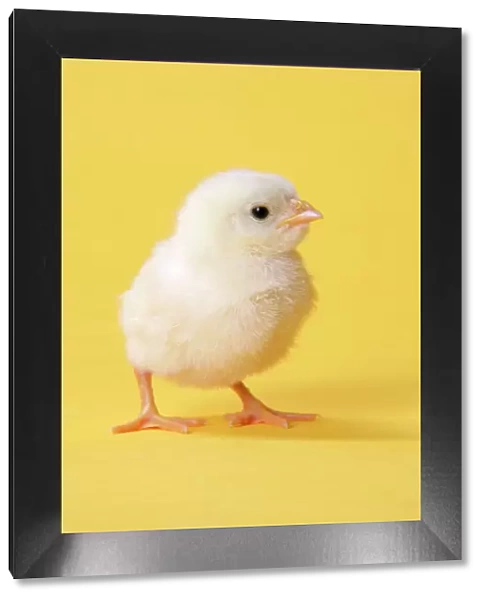 Chicken - chick on yellow background