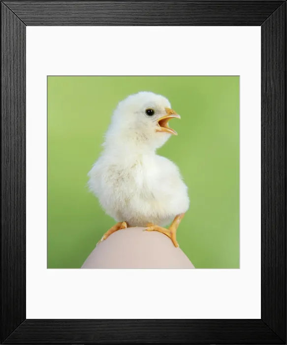 Framed Print : CHICKEN - chick sitting on a large egg Framed Print : CHICKEN - chick sitting on a large egg