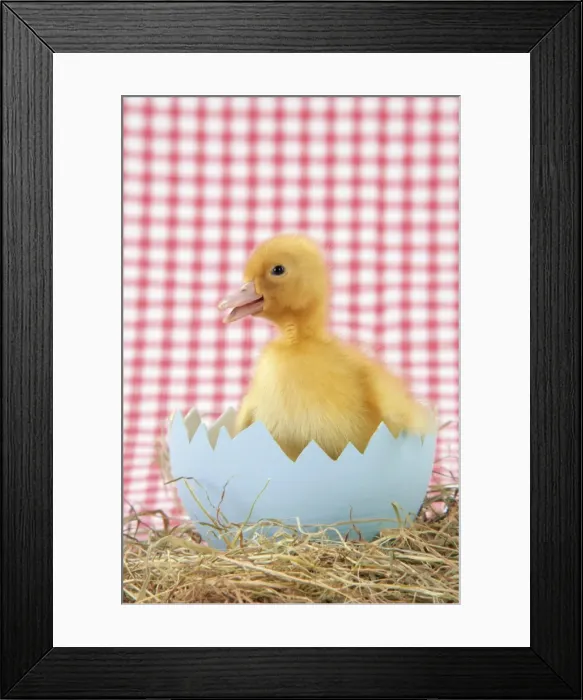 Framed Print : Duckling - in large egg shell Framed Print : Duckling - in large egg shell