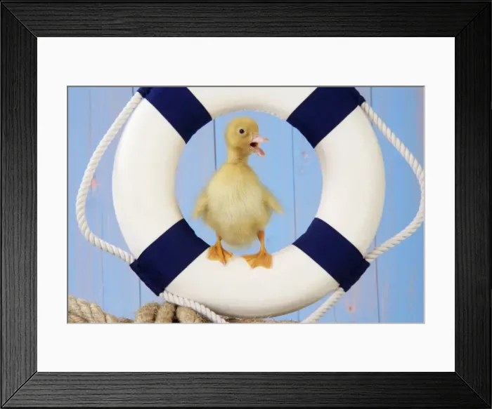 Framed Print : Duckling - with lifebelt Framed Print : Duckling - with lifebelt