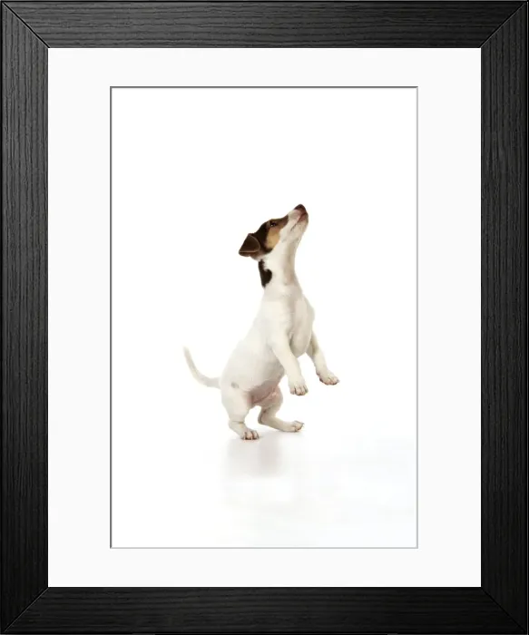 Framed Print : Dog - Jack Russell puppy jumping Framed Print : Dog - Jack Russell puppy jumping