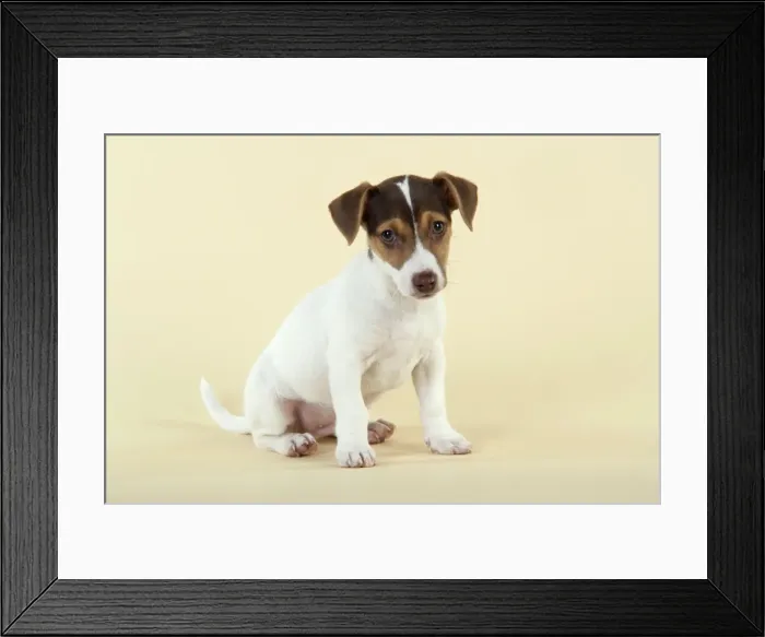Framed Print : Dog - Jack Russell Terrier puppy Framed Print : Dog - Jack Russell Terrier puppy