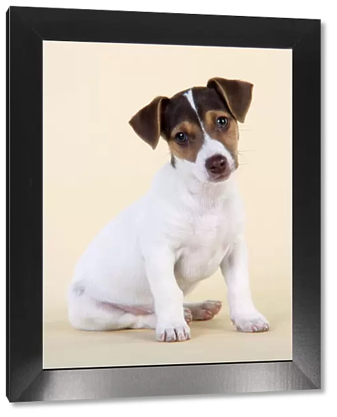 Dog - Jack Russell Terrier puppy